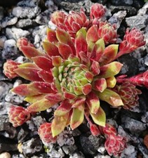 Sempervivum devils flame gebraucht kaufen  Gera-Umland