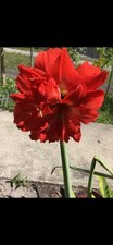 Amaryllis barbados lily for sale  Opa Locka