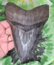 megalodon teeth for sale megalodon teeth for sale Bloomsburg
