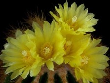 Notocactus magnificus usato  Napoli