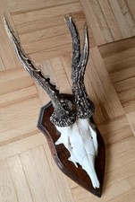 Hirschgeweih trophäe abnorm gebraucht kaufen  Solms