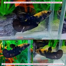 Yellow black koi for sale  Shipping to Ireland