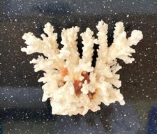 Tanques de peixes de aquário marinho vintage genuíno natural real coral de recife branco 14cm. comprar usado  Enviando para Brazil
