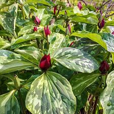 Twelve prairie trillium for sale  Rock Island