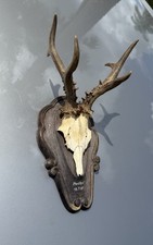 Antler black forest for sale  Palm City