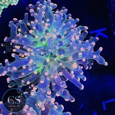 Miami hurricane frogspawn for sale  Chicago Ridge