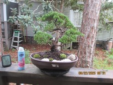 Specimen bonsai tree for sale  Gainesville