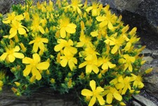 Hypericum hidcote native for sale  ALTON