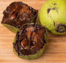 Diospyros nigra black for sale  Modesto
