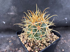 Ferocactus chrysacanthus cactu usato  Massafra