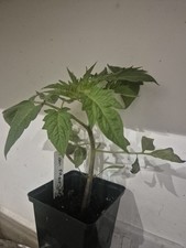 Tomato plants san for sale  LONDON