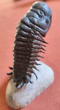Trilobite fossile crotalocepha usato  San Severino Marche
