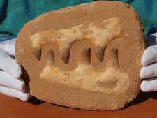 Large mosasaur dinosaur d'occasion  Expédié en Belgium