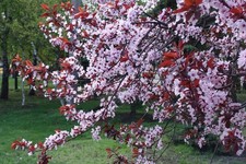 One live purple for sale  English