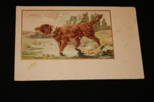 Chien epagneul allemand d'occasion  Hénin-Beaumont