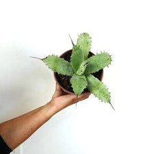 Agave potatorum becky usato  Napoli