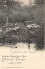 Pacage bétail bois d'occasion  Rioz
