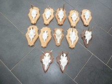 Rehgehörne jährlings knopfb� gebraucht kaufen  Wietmarschen