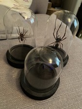 Taxidermy insect domes for sale  NORTHALLERTON