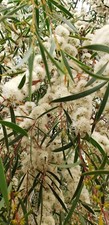 Eucalyptus moorei ssp. for sale  Fort Bragg