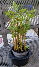 weeping willow tree for sale weeping willow tree for sale BRACKNELL