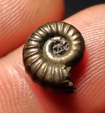Pyrite ammonite fossil for sale  BRISTOL