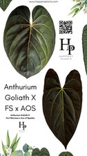 Anthurium goliath for sale  DERBY