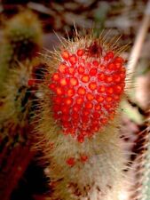 Fresh cactus seed for sale  UK