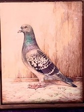 king pigeon for sale king pigeon for sale LEICESTER