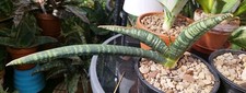 Sansevieria fischeri for sale Sansevieria fischeri for sale  GLOUCESTER