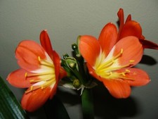 Clivia miniata gekeimte gebraucht kaufen  Worms