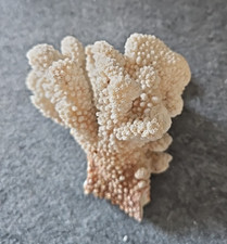Authentic cauliflower coral for sale  Jamestown