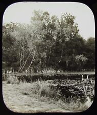 Lanterna mágica de vidro corrediça ÁRVORE FORRADA LAGO C1900 FOTO MADEIRA TRESS , usado comprar usado  Enviando para Brazil