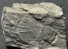 Posidoniaschiefer fossilien gebraucht kaufen  Troisdorf