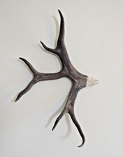 Beautiful alaska indian for sale  Albuquerque