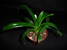 Phragmipedium les dirouilles usato  Spedire a Italy
