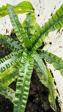 Crinum natans captive for sale  Brooklyn
