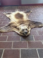 Massive alaskan wolverine for sale  Black Diamond