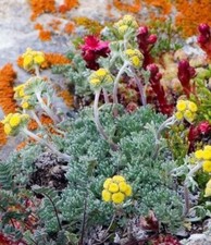 Artemisia glacialis genepy usato  Cirie