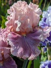 Oxford countess iris for sale  Ahsahka