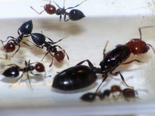 Fourmis crematogaster scutella d'occasion  Montpellier-