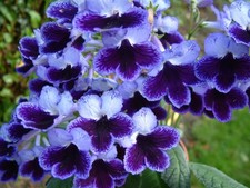Streptocarpus katie for sale  MAIDENHEAD