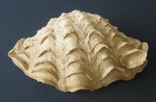 Coquillage benitier d'occasion  Créteil