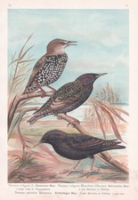 Star Stare Étoile Oiseau Lithographie Naumann 1880 na sprzedaż  Wysyłka do Poland