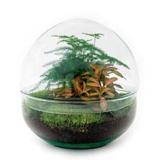 Flaschengarten dome glaskugel gebraucht kaufen  Zweibrücken