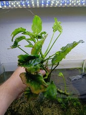 Großer anubia ableger gebraucht kaufen  Lich