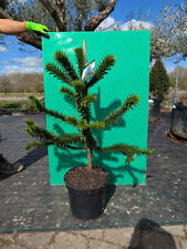 Araucaria araucana 100cm gebraucht kaufen  Nordkirchen