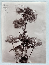 Flower study study d'occasion  Expédié en Belgium