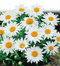 Shasta daisy mayfield for sale  PORT TALBOT