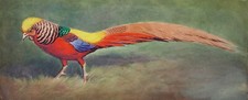 Donald birbeck. watercolour for sale  BRISTOL